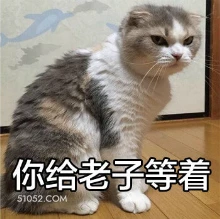 你给老子等着 猫猫 你给我等着