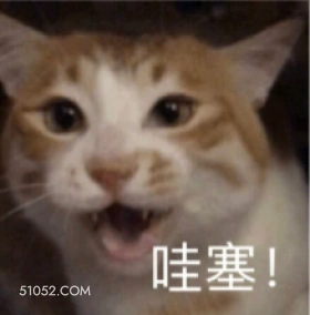 哇塞！ 猫猫 哇 哇塞