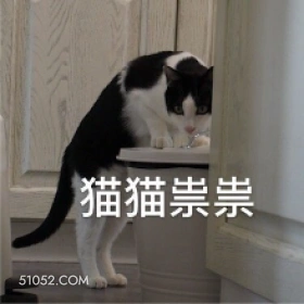 猫猫祟祟 猫猫 鬼鬼祟祟