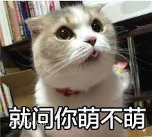 就问你萌不萌 猫猫 我萌吗