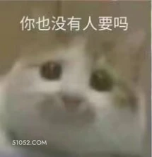 你也没有人要吗 猫猫 没人要 可怜巴巴