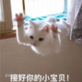 接好你的小宝贝！ 猫猫 我来啦 接住我