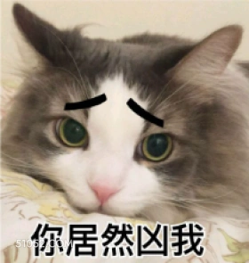 你居然凶我 猫猫 委屈 你凶我