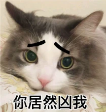 你居然凶我 猫猫 委屈 你凶我