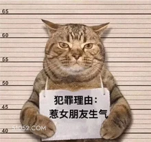 65 60 55 5 猫猫 犯罪理由 惹女朋友生气 认错