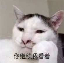 你继续我看着 猫猫 盯 你继续