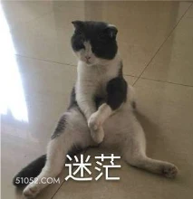 迷茫 猫猫 迷茫