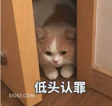 低头认罪 猫猫 我错了 认错