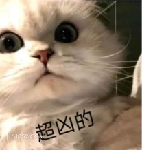 超凶的 猫猫 瞪大眼睛