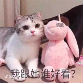 情敌 我跟她谁好看？ 猫猫 对比 吃醋