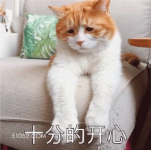 十分的开心 猫猫 满脸写着高兴 不开心