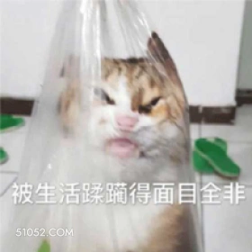 被生活蹂躏得面目全非 猫猫 蹂躏 面目全非