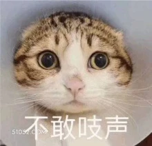 不敢吱声 猫猫 不敢吱声