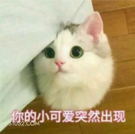 你的小可爱突然出现 猫猫 小可爱 突然出现