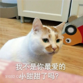 我不是你最爱的 小甜 猫猫 不爱我了吗