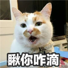 瞅你咋滴 猫猫 瞅你咋地