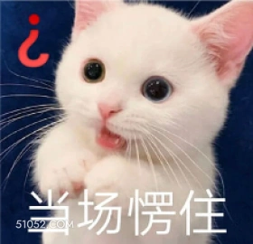 当场愣住 猫猫 愣住