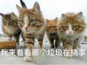 我来看看哪个垃圾在搞 猫猫 谁在搞事情 让我看看