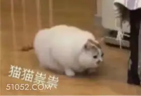 猫猫崇祟 猫猫 鬼鬼祟祟