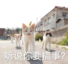 听说你要搞事？ 猫猫 搞事情