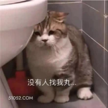 没有人找我丸 猫猫 没人玩 无聊