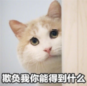 欺负我你能得到什么 猫猫 欺负