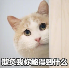 欺负我你能得到什么 猫猫 欺负