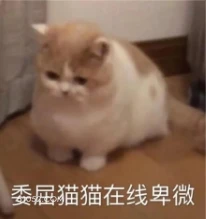 委屈猫猫在线卑微 猫猫 委屈 卑微 可怜