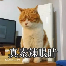 真素辣眼睛 猫猫 辣眼睛 没眼看