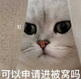 可以申请进被窝吗 猫猫 盯 想和你睡觉