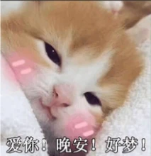 爱你！晚安！好梦！ 猫猫 爱你 晚安 好梦