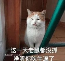 这一天老鼠都没抓 净 猫猫 吹牛逼 不屑