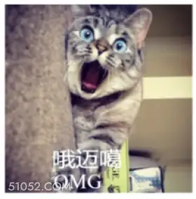 哦迈噶 OMG A 猫猫 震惊 哦买噶 OMG