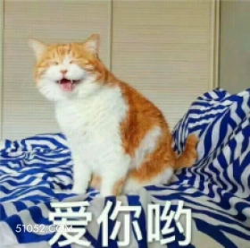 爱你哟 猫猫 爱你