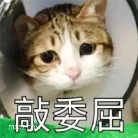 敲委屈 猫猫 委屈