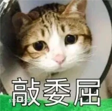 敲委屈 猫猫 委屈