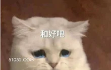 和好吧 猫猫 流泪 求和