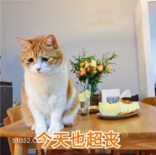 今天也超丧 猫猫 emo 丧