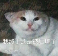 我终于还是被压垮了 猫猫 被压垮