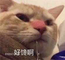 好馋啊 猫猫 馋 馋你身子