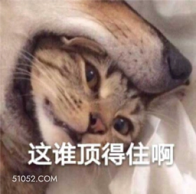 这谁顶得住啊 猫猫 顶不住