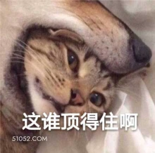这谁顶得住啊 猫猫 顶不住