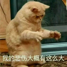 我的悲伤大概有这么大 猫猫 悲伤 悲伤那么大