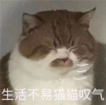 生活不易猫猫叹气 猫猫 唉 叹气