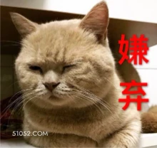 猫猫嫌弃 猫猫 嫌弃