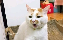 猫猫哦吼略略略呕 猫猫 哦吼 略略略 呕