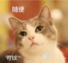 随便 可以 都行 猫猫 随便 可以 都行