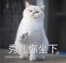 秀儿你坐下 猫猫 秀