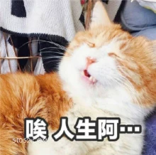 唉人生阿一 猫猫 唉 叹气 人生好难