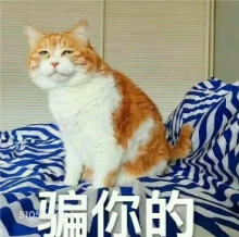 骗你的 猫猫 骗你的 略略略